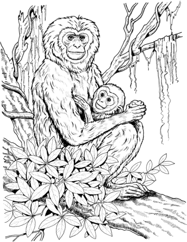 Gibbon Mother With Baby Coloring Page